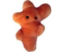 Obrázek k produktu: GIANTmicrobes Atletická noha (Trichophyton mentagrophytes)