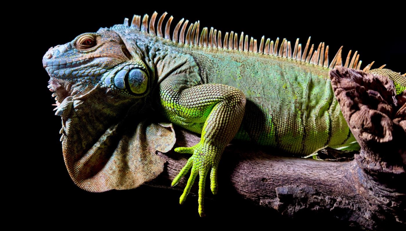 Mobilní telefon APPLE iPhone 15 Pro Max 256GB Natural Titanium