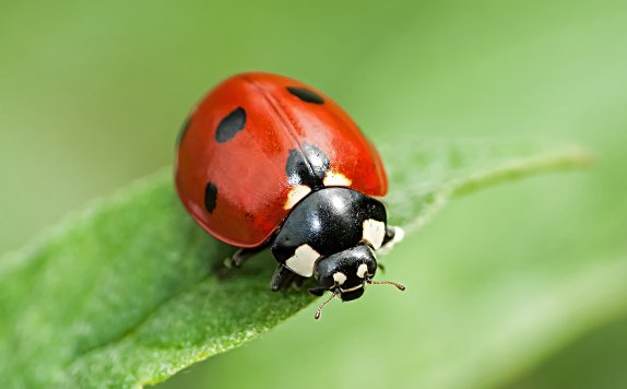 Digitální fotoaparát SONY CyberShot DSCW800 černý black