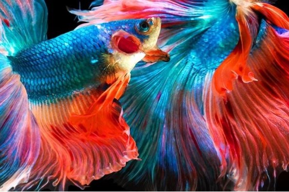 Notebook ASUS Vivobook Go 15 E1504FANJ193W